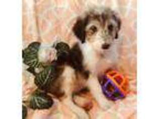 Mutt Puppy for sale in Alba, TX, USA