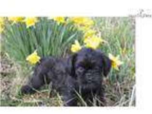 Brussels Griffon Puppy for sale in Springfield, MO, USA
