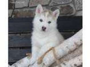 Siberian Husky Puppy for sale in Lake Lillian, MN, USA