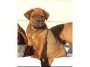 American Bull Dogue De Bordeaux Puppy for sale in Austin, TX, USA