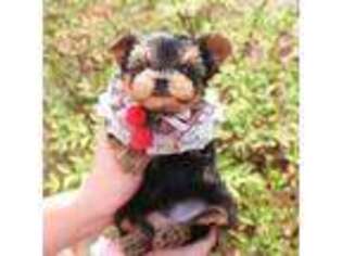 Yorkshire Terrier Puppy for sale in Baldwin Park, CA, USA