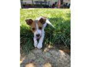 Rat Terrier Puppy for sale in Colusa, CA, USA