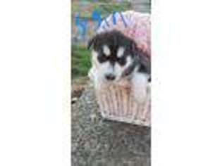 Alaskan Husky Puppy for sale in Salem, OR, USA