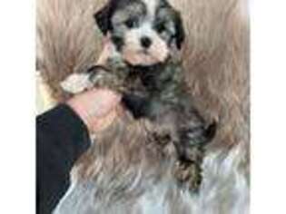 Chinese Crested Puppy for sale in Wilmington, IL, USA