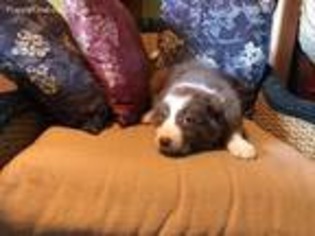 Border Collie Puppy for sale in Waldorf, MD, USA