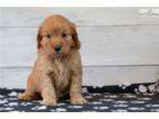 Goldendoodle Puppy for sale in Waterloo, IA, USA