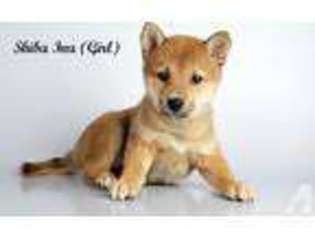 Shiba Inu Puppy for sale in NATIONAL CITY, CA, USA