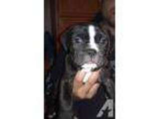 Olde English Bulldogge Puppy for sale in RENO, NV, USA