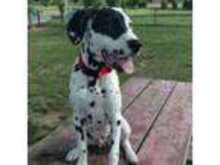 Dalmatian Puppy for sale in Twin Lakes, WI, USA