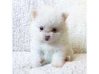 Pomeranian Puppy for sale in Edmonds, WA, USA