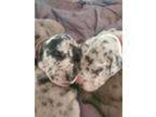 Great Dane Puppy for sale in Lathrop, CA, USA
