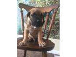Great Dane Puppy for sale in Talladega, AL, USA