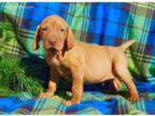 Vizsla Puppy for sale in Gordonville, PA, USA
