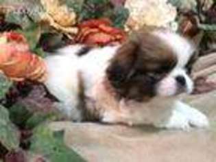 Mutt Puppy for sale in Davisville, MO, USA