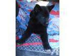German Shepherd Dog Puppy for sale in EDWARDS, MO, USA