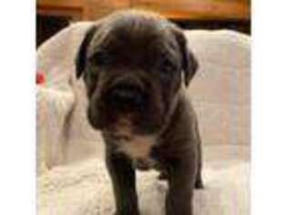Cane Corso Puppy for sale in Columbus, MS, USA