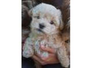 Havanese Puppy for sale in Springtown, TX, USA