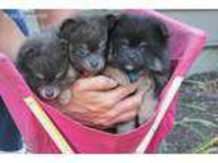 Pomeranian Puppy for sale in Prospect, VA, USA