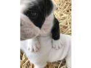 Mutt Puppy for sale in Salina, UT, USA