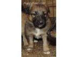 Mutt Puppy for sale in Clearwater, MN, USA