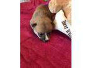 Shiba Inu Puppy for sale in Corbin, KY, USA