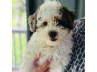 Mutt Puppy for sale in Charlestown, IN, USA