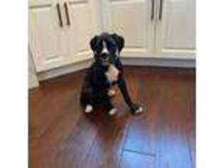 Boxer Puppy for sale in Chino Hills, CA, USA