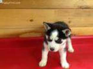 Siberian Husky Puppy for sale in Gatewood, MO, USA