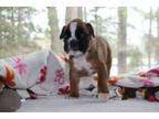 Boxer Puppy for sale in Atlanta, MI, USA
