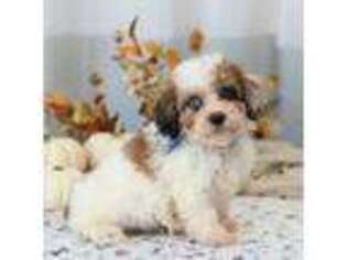Mutt Puppy for sale in Plymouth, OH, USA