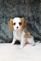 Cavalier King Charles Spaniel Puppy for sale in Coos Bay, OR, USA