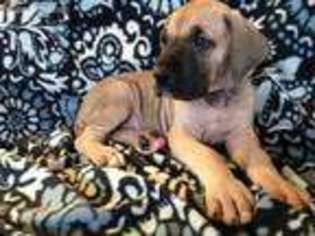Great Dane Puppy for sale in Sandy Creek, NY, USA
