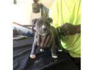 Mutt Puppy for sale in Slidell, LA, USA