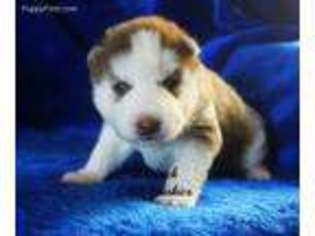Siberian Husky Puppy for sale in Grandy, NC, USA