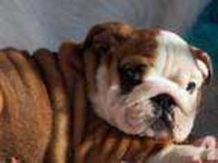 Bulldog Puppy for sale in UNIONTOWN, OH, USA