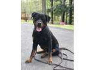 Rottweiler Puppy for sale in Durham, NC, USA