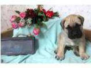 Bullmastiff Puppy for sale in Pawtucket, RI, USA