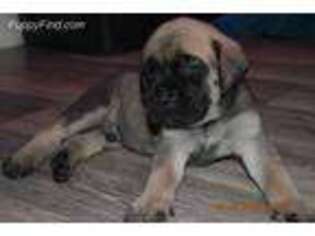 Mastiff Puppy for sale in Sedalia, MO, USA