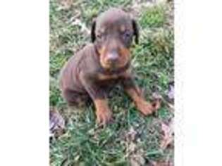 Doberman Pinscher Puppy for sale in Mount Crawford, VA, USA