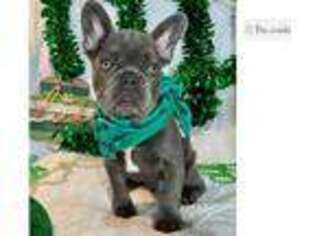 French Bulldog Puppy for sale in Harrisburg, PA, USA