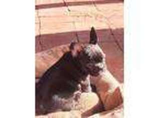 French Bulldog Puppy for sale in Langhorne, PA, USA