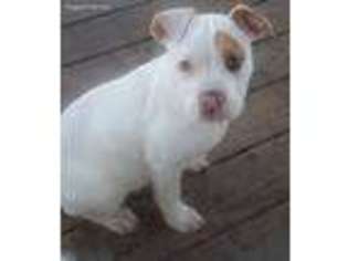 American Bulldog Puppy for sale in Oak Grove, AR, USA