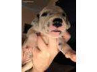 Dalmatian Puppy for sale in Dallas, TX, USA