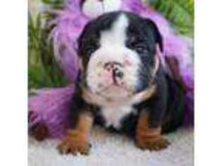 Bulldog Puppy for sale in Saratoga, CA, USA