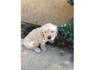 Golden Retriever Puppy for sale in Camarillo, CA, USA