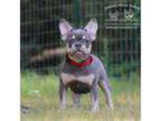 French Bulldog Puppy for sale in Jackson, TN, USA