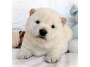 Shiba Inu Puppy for sale in Webb City, MO, USA