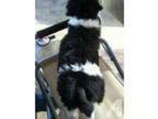Mutt Puppy for sale in ASHDOWN, AR, USA