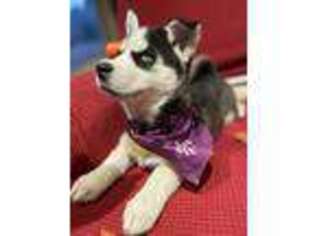 Siberian Husky Puppy for sale in Lakeport, CA, USA