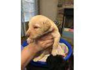 Labradoodle Puppy for sale in Greer, SC, USA